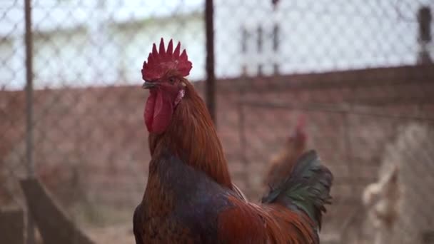 Beautiful Rooster Crowing, surrounded by hens. — Stock Video