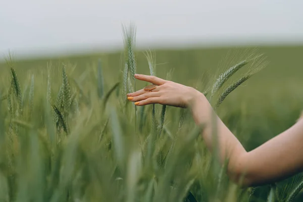 Zblízka Ruku Pšenicí Mladá Dívka Kráčí Poli Dotýká Pšenice Pozadí — Stock fotografie