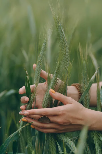Blízké Ruce Pšenicí Mladá Dívka Kráčí Poli Dotýká Pšenice Pozadí — Stock fotografie