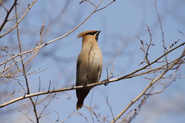      Waxwing baharda bir dalda böğürtlen yer 