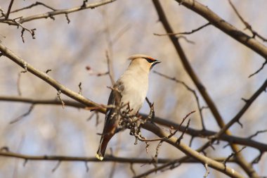      Waxwing baharda bir dalda böğürtlen yer 