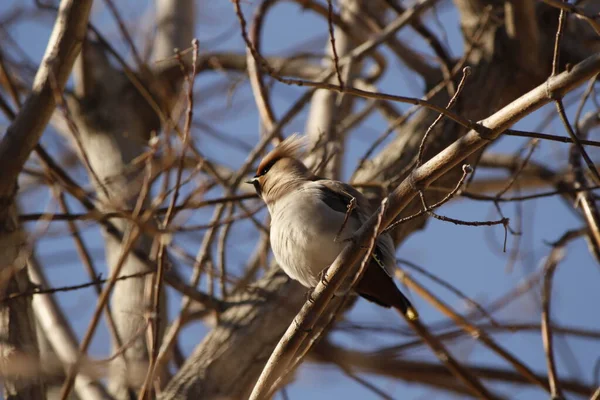 Waxwing Ест Ягоды Ветке Весной — стоковое фото