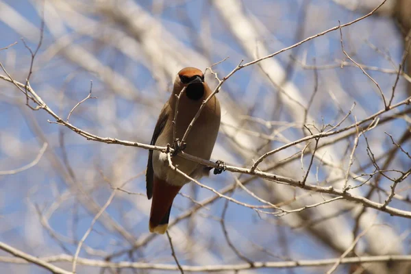 Waxwing Ест Ягоды Ветке Весной — стоковое фото