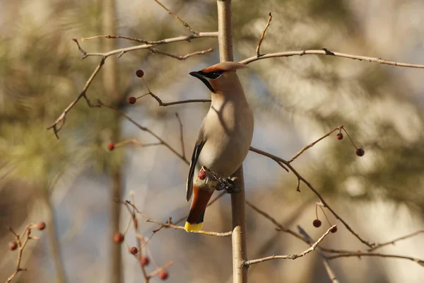 Waxwing Ест Ягоды Ветке Весной — стоковое фото