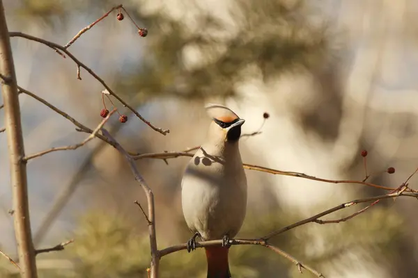 Waxwing Ест Ягоды Ветке Весной — стоковое фото