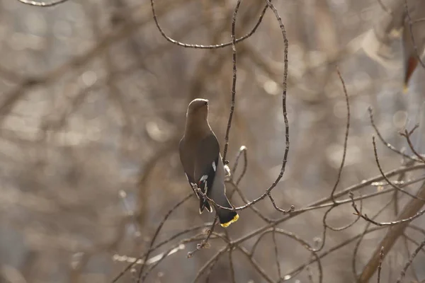 Waxwing Ест Ягоды Ветке Весной — стоковое фото