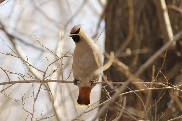 Waxwing Ест Ягоды Ветке Весной — стоковое фото