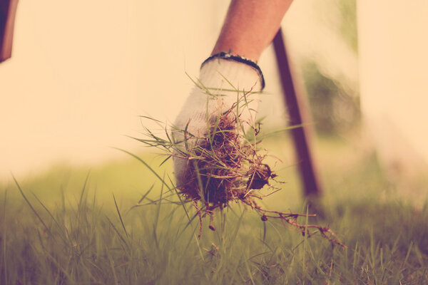 picking weeds