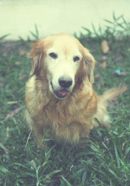 Gülümseyen portresi golden retriever köpek bahçede