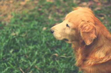 Golden retriever köpek bahçede portresi