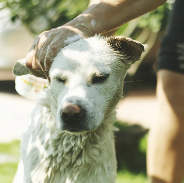 Thai dog taking a shower — Stock Photo, Image