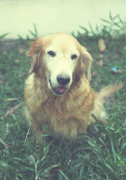 Πορτρέτο του χαμογελώντας golden retriever σκύλου στον κήπο — Φωτογραφία Αρχείου