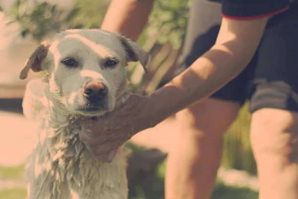 Perro tailandés tomando una ducha con agua y jabón —  Fotos de Stock