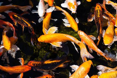 Gölde güzel sazanlar ve koi balıkları var. Üst görünüm