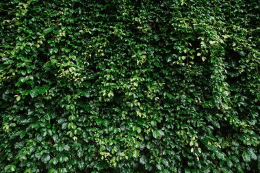 Yeşil yaprak dokusu arka planda. Arkaplanda yeşil yaprak deseni