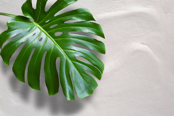 Tropical leaves monstera on white wall background. Object with copy space