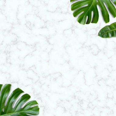 Beyaz mermer arka planda yeşil tropikal yapraklar. Üst görünüm ve boşluk kopyala. Düz yatıyordu