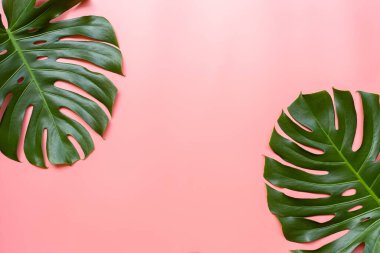 Pembe arka planda tropik yapraklar. Üst görünüm ve kopyalama alanı