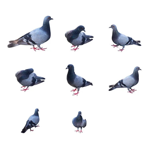 Ensemble Pigeons Isolés Sur Fond Blanc Objet Avec Chemin Coupure — Photo