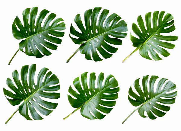 Set Van Tropische Bladeren Monstera Geïsoleerd Witte Achtergrond Voorwerp Met — Stockfoto