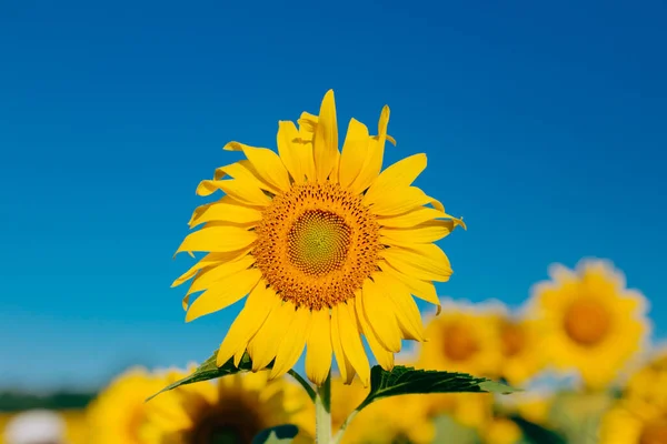Bunga Matahari Dengan Latar Langit Cerah — Stok Foto