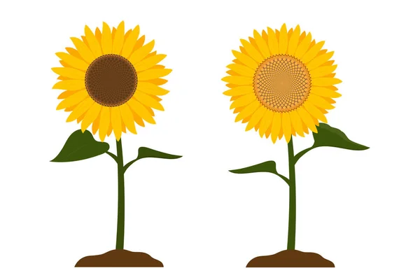 Sunflowers Growth Soil Isolated White Background Illustration Vector — Stock Vector