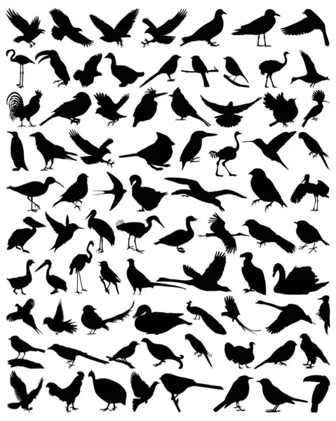 Colección Siluetas Aves Ilustración Vectorial — Vector de stock