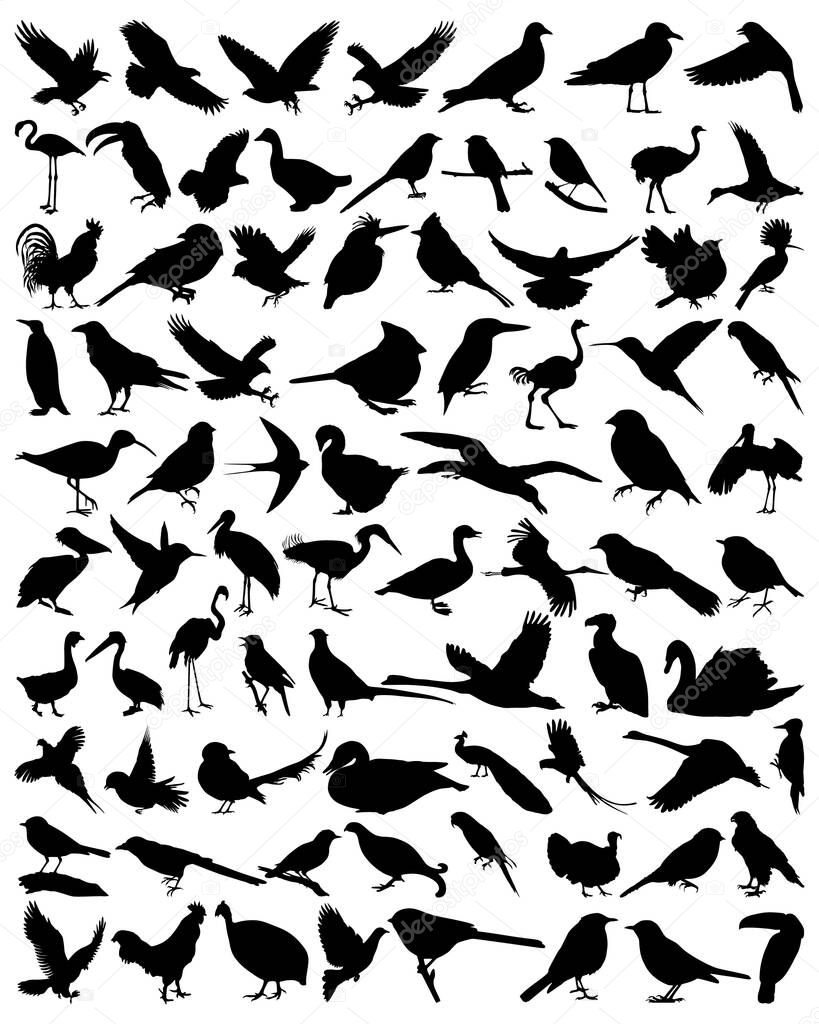 Collection silhouettes of birds. Vector illustration.