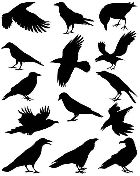 Набор Векторных Силуэтов Птиц Коллекция Птиц Черные Птицы Силуэт Птиц — стоковый вектор