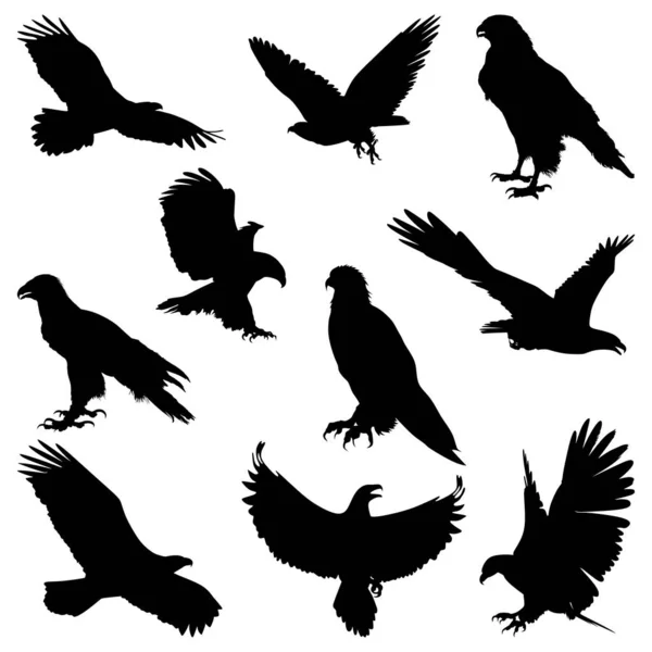 Coleção Silhuetas Águias Coleção Vetorial Águias Conjunto Silhuetas Das Águias — Vetor de Stock