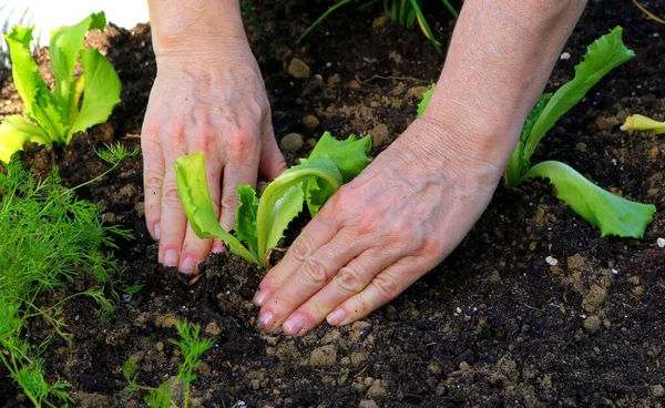 Kadın Salata Ekiyor Bahçe Yatağında Taze Taze Yeşil Organik Salata — Stok fotoğraf