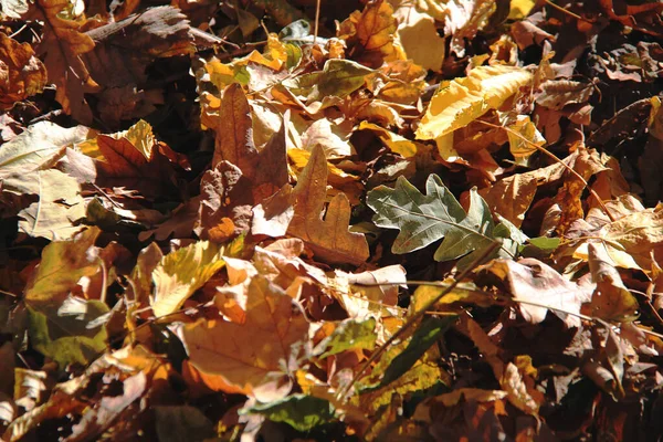 Fundo Folhas Outono Caídas Multicoloridas Conceito Outono Concentre Meio Termo — Fotografia de Stock