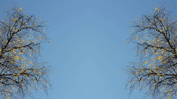 Belles Branches Aux Feuilles Automne Jaunes Sur Fond Bleu Ciel — Photo