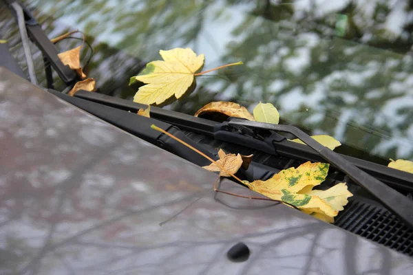 Hojas Caídas Otoño Parabrisas Capucha Del Coche Reflejando Ramas Árboles — Foto de Stock