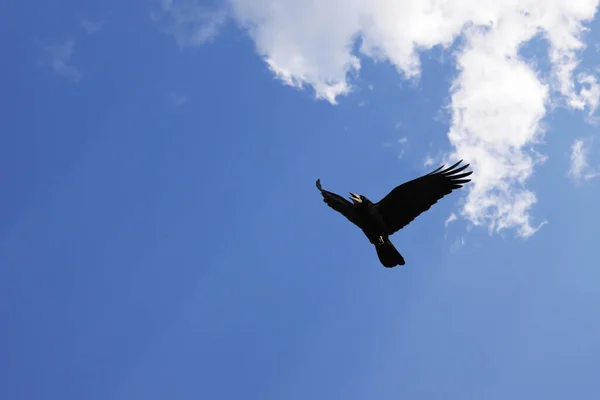 Flying Crow Blue Sky Copy Space Royalty Free Stock Images