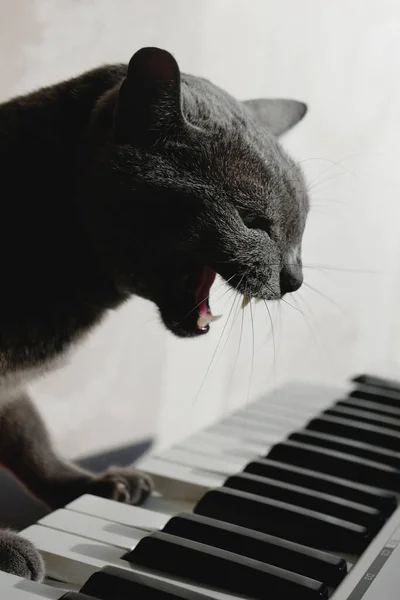 Russian blue cat plays the piano and sings. Cat is forced to learn to play a musical instrument.