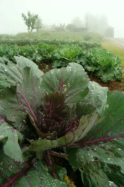 Yeşil salata sebze taze — Stok fotoğraf