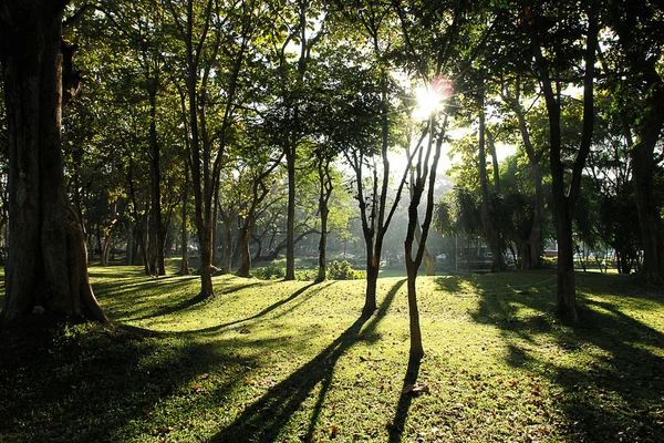 朝の庭の日光 ロイヤリティフリーのストック画像