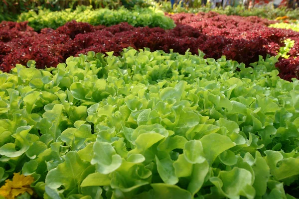 Fresh green lettuce salad — Stock Photo, Image