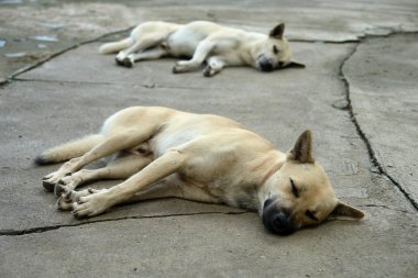 Beyaz ve kahverengi köpek uyku 