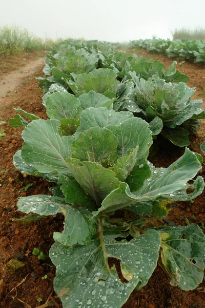 Plant green cabbage fresh — Stock Photo, Image