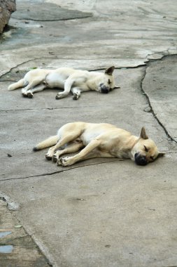 Beyaz ve kahverengi köpek uyku