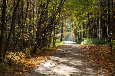 Şehir parkında sonbahar, sarı yapraklı ağaçlar,