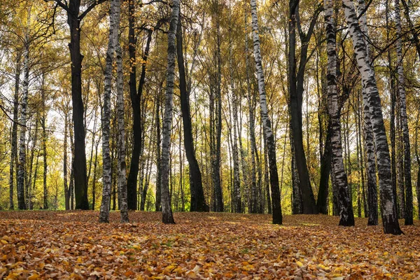 Podzim Městě Park Stromy Žlutém Listoví — Stock fotografie