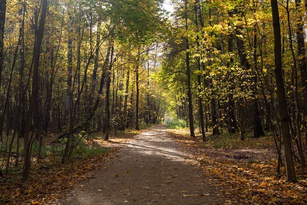 Otoño Ciudad Parque Árboles Follaje Amarillo — Foto de Stock