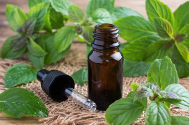 Koyu cam baloncuklardaki kokulu nane yağı, aromaterapi yağı kırsal ahşap arka planda doğal organik kozmetik.