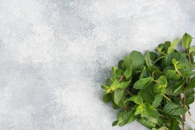 Fotokopi alanı olan gri arkaplanda taze kokulu nane tomurcukları