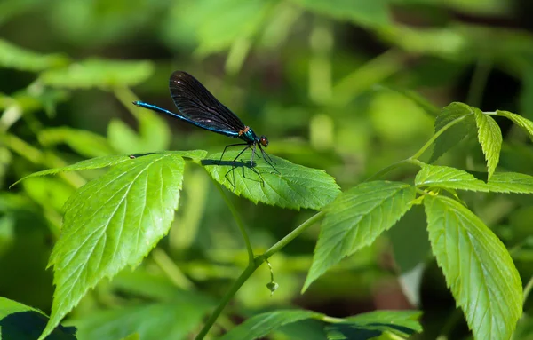 Libélula em folhas verdes — Fotografia de Stock