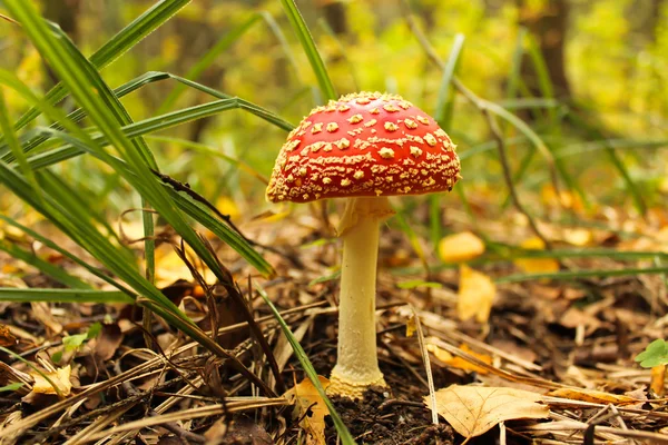 Röd svamp i höstskogen — Stockfoto