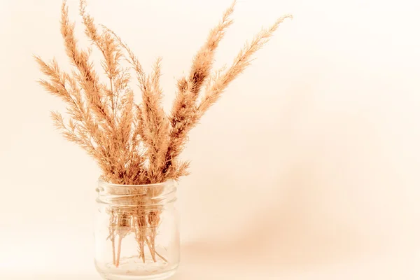 Un bouquet d'épis de maïs en bocal de verre — Photo